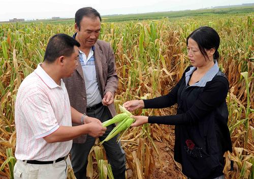 8月23日,陸良縣干部在查看玉米受災(zāi)情況。新華社記者 楊宗友攝