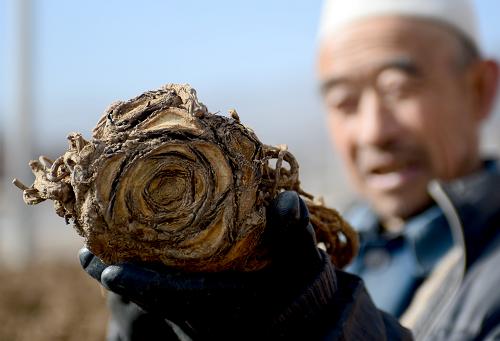 11月28日,在甘肅省華亭縣馬峽鎮(zhèn),一名藥農(nóng)在整理晾曬中藥材“獨(dú)活”。 近年來(lái),甘肅省華亭縣立足氣候資源特點(diǎn),全力打造隴東中藥材基地,在藥材產(chǎn)業(yè)發(fā)展中推行藥材規(guī)范化種植工程,通過(guò)政策扶持引導(dǎo)、龍頭企業(yè)帶動(dòng)、市場(chǎng)化運(yùn)作等措施,先后制定了14種藥材規(guī)范化生產(chǎn)技術(shù)要領(lǐng)和操作規(guī)程,按照國(guó)家中藥材規(guī)范化種植標(biāo)準(zhǔn)建成5個(gè)無(wú)公害千畝示范基地和5個(gè)百畝育苗基地,全縣中藥材規(guī)范化種植面積達(dá)到了8.1萬(wàn)畝,有效拓展農(nóng)民增收渠道。 新華社記者 張錳 攝