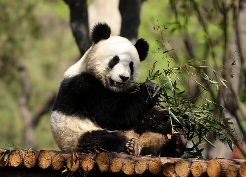 4月25日,來自雅安碧峰峽的雄性大熊貓“咚咚”在濟(jì)南動物園內(nèi)吃竹子。當(dāng)日,濟(jì)南動物園內(nèi)兩只來自雅安碧峰峽的亞成體大熊貓的公共昵稱被正式公布,分別為“叮叮”和“咚咚”。據(jù)悉,這兩只熊貓的名字是通過熱線電話、短信及微博平臺選出的。“叮叮”和“咚咚”于2013年1月30日搬入濟(jì)南動物園。在工作人員的精心飼養(yǎng)下,兩只大熊貓健康活潑,目前已逐漸適應(yīng)濟(jì)南的生活。新華社發(fā)