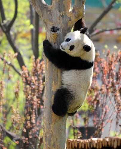 4月25日,來自雅安碧峰峽的雄性大熊貓“咚咚”在濟(jì)南動物園內(nèi)玩耍。新華社發(fā)