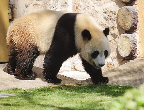 4月25日,來自雅安碧峰峽的雌性大熊貓“叮叮”在濟(jì)南動物園內(nèi)曬太陽。新華社發(fā)