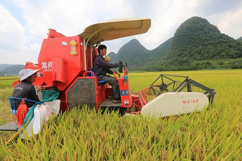 在廣西柳州市融安縣東起鄉(xiāng)崖腳村,農(nóng)機(jī)手在田間收割早稻(8月7日攝)。新華社發(fā)(譚凱興 攝)