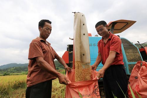 兩名農(nóng)民在廣西柳州市融安縣浮石鎮(zhèn)泉頭村稻田里收獲早稻(8月16日攝)。新華社發(fā)(譚凱興 攝)