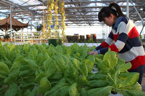 2月15日,農(nóng)業(yè)技術(shù)人員在內(nèi)蒙古滿(mǎn)洲里市東湖區(qū)萬(wàn)康智能溫室中整理蔬菜。位于中國(guó)、俄羅斯、蒙古三國(guó)邊境的內(nèi)蒙古滿(mǎn)洲里市東湖區(qū)屬自治區(qū)級(jí)出口創(chuàng)匯農(nóng)業(yè)開(kāi)發(fā)區(qū),也是口岸城市新農(nóng)村建設(shè)重要示范區(qū)。近年來(lái),該地結(jié)合沿邊地區(qū)發(fā)展實(shí)際,深入實(shí)施“農(nóng)業(yè)提效、農(nóng)民增收、農(nóng)村和諧”的發(fā)展戰(zhàn)略,大力發(fā)展標(biāo)準(zhǔn)化出口創(chuàng)匯農(nóng)業(yè)示范區(qū)、標(biāo)準(zhǔn)化農(nóng)戶(hù)住宅區(qū)以及農(nóng)業(yè)旅游觀光區(qū)。3年來(lái),東湖區(qū)已累計(jì)出口菜果近6萬(wàn)噸,農(nóng)業(yè)發(fā)展逐步實(shí)現(xiàn)由粗放向集約、由政府引導(dǎo)向市場(chǎng)化發(fā)展的重大轉(zhuǎn)變。同時(shí)發(fā)展起內(nèi)蒙古東北部邊境城市觀光農(nóng)業(yè),2012年來(lái)此旅游采摘觀光人數(shù)達(dá)22萬(wàn)人次。新華社記者 鄒儉樸攝