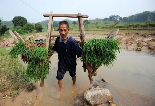 6月12日,江西寧都縣黃陂鎮(zhèn)荷樹村79歲的老人胡道勤挑著秧苗走在被洪水沖毀的農(nóng)田里。新華社記者 周科 攝