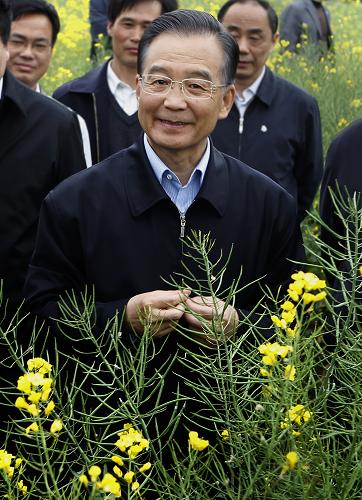 這是4月10日,溫家寶在池州市貴池區(qū)萬畝油菜高產創(chuàng)建示范田察看油菜長勢。 新華社記者 劉建生 攝