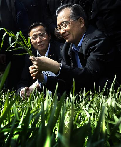 4月9日至11日,中共中央政治局常委、國(guó)務(wù)院總理溫家寶來(lái)到安徽蚌埠、池州兩地,深入田間地頭察看苗情,走村入戶(hù)看望群眾,實(shí)地考察農(nóng)產(chǎn)品加工龍頭企業(yè)和治淮工程現(xiàn)場(chǎng),召開(kāi)座談會(huì)聽(tīng)取基層干部群眾的建議。這是4月9日,溫家寶在蚌埠市禹會(huì)區(qū)馮嘴村麥田察看麥苗分蘗情況。 新華社記者 劉建生 攝