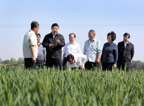 5月14日至15日,中共中央總書記、國家主席、中央軍委主席習(xí)近平在天津考察工作。這是習(xí)近平在武清區(qū)南蔡村鎮(zhèn)丁家瞿阝村小麥生產(chǎn)大田察看小麥生長情況。新華社記者蘭紅光攝