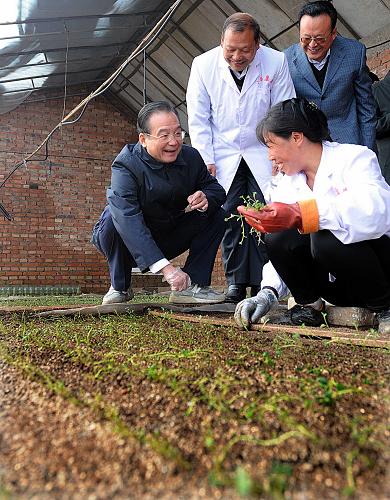 這是4月2日,溫家寶在康農(nóng)薯業(yè)有限公司馬鈴薯脫毒種薯基地向工作人員了解馬鈴薯苗培育情況。新華社記者 李濤 攝