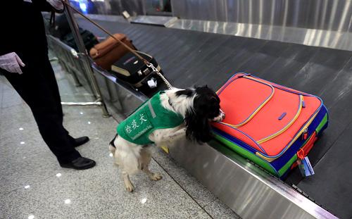 12月10日，昆明機(jī)場檢驗檢疫局的檢疫犬在機(jī)場行李提取大廳嗅查旅客行李箱包。新華社記者 李明放 攝
