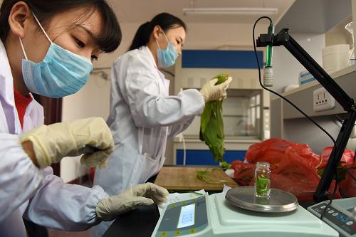 12月21日，河北滄州東光縣農(nóng)產(chǎn)品質(zhì)量安全檢驗(yàn)檢測(cè)站工作人員在檢測(cè)銷往京津地區(qū)的蔬菜的農(nóng)藥殘留。日前，京津冀三地農(nóng)藥管理聯(lián)防聯(lián)控協(xié)同發(fā)展機(jī)制正式啟動(dòng)。三地將對(duì)農(nóng)藥的生產(chǎn)、銷售、使用、抽檢及農(nóng)產(chǎn)品農(nóng)藥殘留檢測(cè)實(shí)行聯(lián)防聯(lián)控，三地農(nóng)藥質(zhì)量和蔬菜農(nóng)藥殘留抽檢結(jié)果實(shí)行互認(rèn)制，以進(jìn)一步確保京津冀地區(qū)農(nóng)業(yè)生產(chǎn)安全、農(nóng)產(chǎn)品質(zhì)量安全和農(nóng)業(yè)生態(tài)環(huán)境安全。新華社記者 馬寧 攝