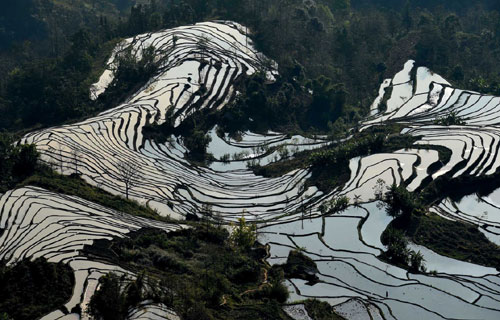 這是云南省紅河州元陽縣的哈尼梯田美景，形似奔馬（1月11日攝）。
