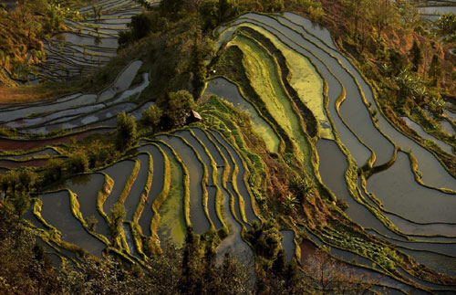 這是云南省紅河州元陽縣的哈尼梯田美景（1月11日攝）。