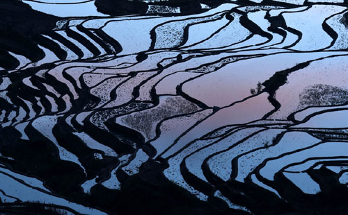 這是云南省紅河州元陽縣的哈尼梯田美景（1月12日攝）。