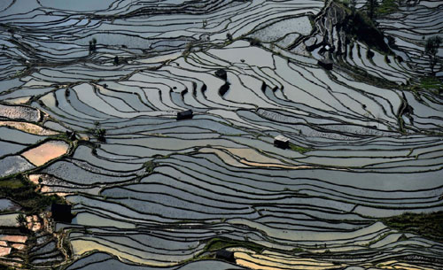 這是云南省紅河州元陽縣的哈尼梯田美景（1月11日攝）。哈尼梯田位于云南省哀牢山南部，遍布于紅河哈尼族彝族自治州元陽、金平、綠春等縣，僅元陽縣境內(nèi)就有19萬畝。哈尼梯田是以哈尼族為主的當(dāng)?shù)厝罕娎谩耙簧椒炙募?，十里不同天”的地理氣候條件創(chuàng)造的農(nóng)耕文明奇觀，已有1000多年的歷史，具有令人驚嘆的歷史、科學(xué)、美學(xué)和實(shí)用價(jià)值。2013年6月，在柬埔寨金邊舉行的第37屆世界遺產(chǎn)大會(huì)上，中國云南哈尼梯田入選聯(lián)合國教科文組織世界遺產(chǎn)名錄。