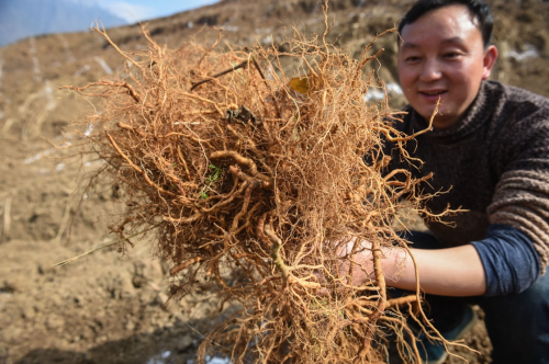 1月16日，農(nóng)戶在貴州水城縣阿戛鎮(zhèn)松綠村獼猴桃種植基地內(nèi)展示獼猴桃幼苗。新華社記者 歐東衢 攝