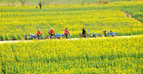 3月12日，農(nóng)民穿行在浙江臺州市仙居縣下各鎮(zhèn)盛開的油菜花田中。新華社發(fā)（王華斌 攝）