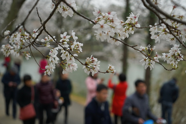 3月12日，游客們從櫻花樹下走過。時值櫻花花期，江西南昌市江西省林業(yè)科學院種植的大片櫻花林花朵競相開放。如雪般的櫻花與游人、湖水相映成畫，烘托出春天的氣息。新華社記者 周密 攝