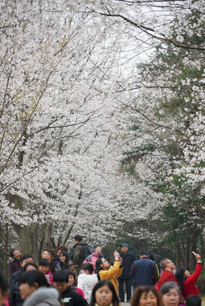 3月12日，游客在觀賞櫻花。新華社記者 周密 攝
