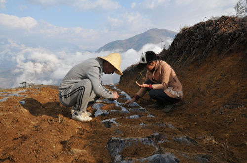 王瑪基村村民在地里勞作（3月8日攝）。初春時節(jié)，萬物復(fù)蘇。一場春雨過后，王瑪基村散發(fā)出泥土的芬芳，預(yù)示著春天的希望。核桃1萬畝，紅豆杉700畝，旱冬瓜1320畝，山羊存欄3000只，中蜂1000箱……以前主要種植玉米，老百姓收入來源單一的王瑪基村，如今已經(jīng)變成一個綠色、生態(tài)、農(nóng)業(yè)多樣性的示范村。新華社記者 姚兵 攝