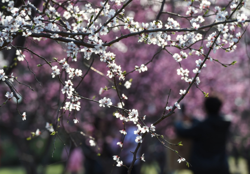 3月26日，游客在明城墻遺址公園賞梅。新華社記者 羅曉光 攝