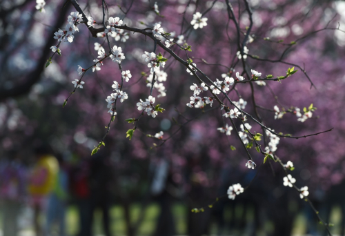 3月26日，明城墻遺址公園里梅花怒放。目前，第九屆北京明城墻梅花文化節(jié)正在明城墻遺址公園內(nèi)舉行，50余個品種、千余株梅花競相開放，吸引眾多游客和攝影愛好者前來觀賞拍攝。新華社記者 羅曉光 攝