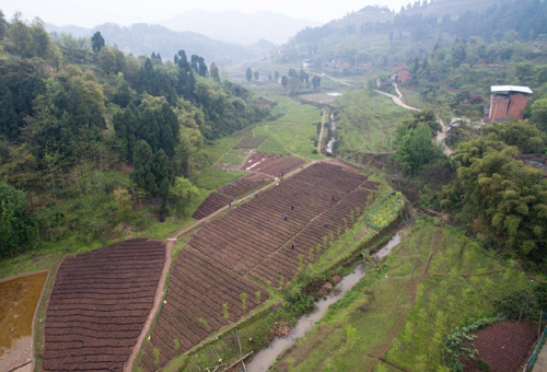 這是航拍的三峽庫(kù)區(qū)大型中山杉育苗基地（3月24日攝）。