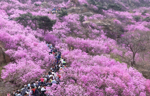 4月5日，游客在山東青島大珠山上觀賞盛開的野生杜鵑花。近日，山東青島大珠山萬畝野生杜鵑進(jìn)入盛花期，漫山遍野的杜鵑花吸引大批游客前往踏青賞花，盡享春光。新華社發(fā)（梁孝鵬 攝）