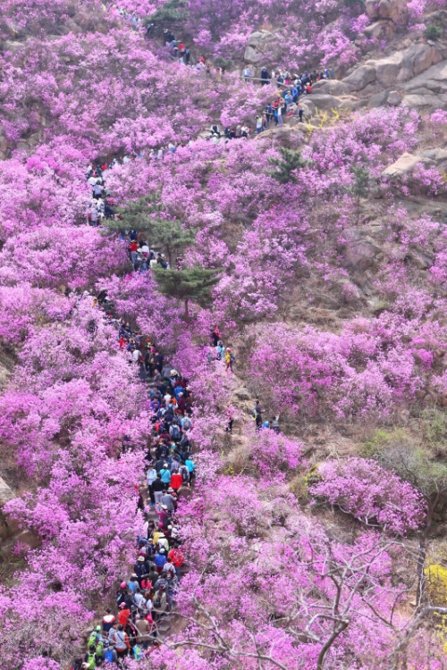 4月5日，游客在山東青島大珠山上觀賞盛開的野生杜鵑花。新華社發(fā)（梁孝鵬 攝）