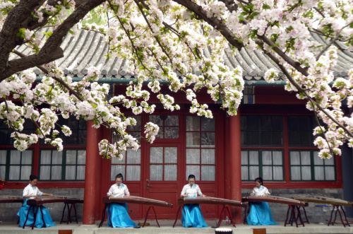 4月6日，小演員們在宋慶齡故居為游人演奏古箏。當(dāng)日，“賞西府海棠之美 展中華文化魅力”——2016第七屆宋慶齡故居海棠文化節(jié)在北京開幕。本屆文化節(jié)由宋慶齡故居管理中心、納蘭文化研究中心等單位聯(lián)合主辦，擬依托宋慶齡故居深厚的歷史文化內(nèi)涵，以花為媒，匯聚各方賓朋，弘揚中華優(yōu)秀傳統(tǒng)文化，將開展“美德之美”“詩詞之美”“書畫之美”“生活之美”等活動。新華社記者 李明放 攝