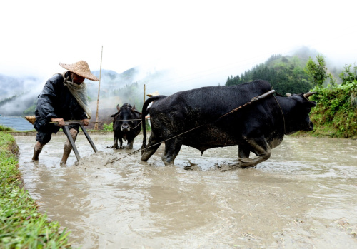 4月7日，廣西柳州三江侗族自治縣老堡鄉(xiāng)白文村農(nóng)民在犁田。春耕時(shí)節(jié)，位于桂北山區(qū)的三江侗族自治縣農(nóng)民忙于整理耕地，水面如鏡的田塊，線條分明的田埂，與辛勤勞作的人們一起構(gòu)成了一幅秀美的春耕圖。新華社發(fā)（吳練勛 攝）