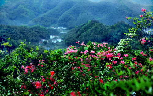 4月10日拍攝的霍山縣屋脊山景色。新華社記者 陶明 攝