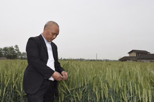 4月13日，和興鎮(zhèn)國防村的種糧大戶陳敦許在查看即將收獲的小麥生長情況。