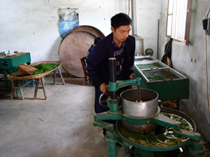 茶農3-300.jpg