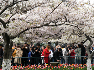 賞花1-300.jpg