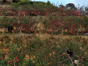 紅蘋(píng)果2-300.jpg