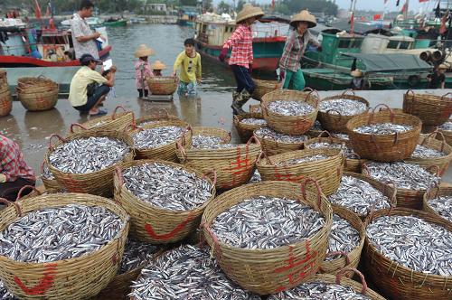 3月9日,漁民在海南省瓊海市潭門港碼頭裝運海魚。新華社發(fā)(蒙鐘德 攝)
