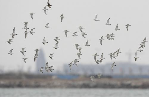 黑腹濱鷸和環(huán)頸鸻結(jié)群在曹妃甸濕地低空飛行(3月12日攝)。近日,包括鸻鷸、黑尾塍鷸、反嘴鷸、黑腹濱鷸、環(huán)頸鸻、蠣鷸等在內(nèi)的20余種候鳥成群飛抵河北省唐山市曹妃甸濕地,為進(jìn)入三月天氣轉(zhuǎn)暖以來曹妃甸濕地春季候鳥遷徙的最高潮。新華社發(fā)(閆軍 攝)