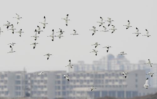 成群反嘴鷸在曹妃甸濕地上空飛行(3月12日攝)新華社發(fā)(閆軍 攝)