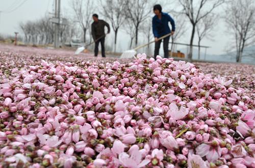 3月31日,山東省沂源縣西里鎮(zhèn)苗莊村的農(nóng)民在晾曬桃花。(趙東山 攝)