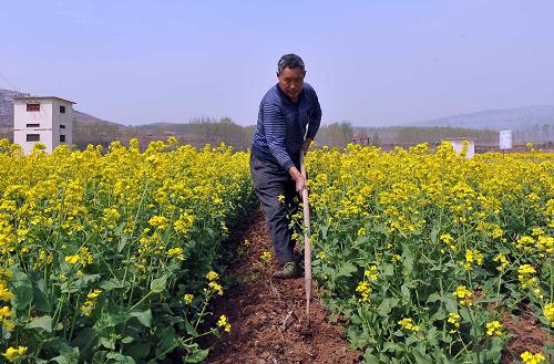 4月2日,柳杭村村民魏慶平在自己種植的8畝油菜花田里松土。近日,山東濟(jì)南雙泉鎮(zhèn)萬畝油菜花進(jìn)入盛花季,吸引了眾多市民和游客前來參觀踏青。濟(jì)南雙泉鎮(zhèn)地處泰山北麓,自2012年起該鎮(zhèn)因地制宜,利用丘陵地塊引導(dǎo)村民種植油菜花,農(nóng)民人均年增收近千元。新華社記者 朱崢 攝