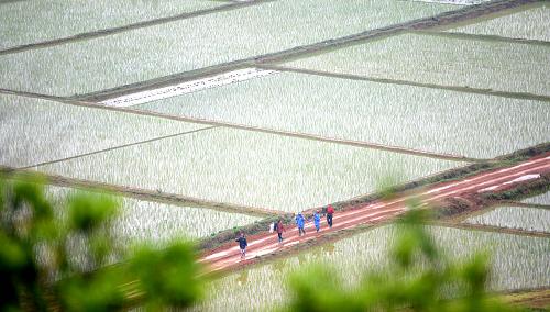4月24日,江西省上高縣泗溪鎮(zhèn)中宅村幾位農(nóng)民走在栽插完的早稻農(nóng)田旁。新華社記者周科攝