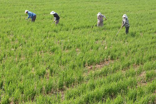 7月8日,山東煙臺(tái)招遠(yuǎn)市林家村村民在為旱稻除草。近日,山東迎來(lái)持續(xù)高溫,煙臺(tái)農(nóng)業(yè)部門(mén)組織農(nóng)民加強(qiáng)田間管理,為秋收打好基礎(chǔ)。新華社發(fā)(申吉忠 攝)