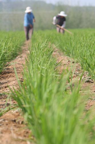 7月8日,山東煙臺(tái)招遠(yuǎn)市林家村村民在為旱稻除草。新華社發(fā)(申吉忠 攝)