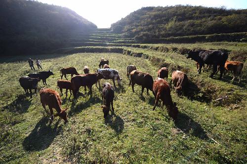11月14日,畢節(jié)市七星關(guān)區(qū)長春堡鎮(zhèn)埡關(guān)村農(nóng)戶在集中放養(yǎng)村里農(nóng)戶通過“養(yǎng)牛套餐”養(yǎng)殖的牛。