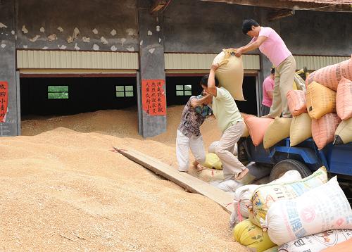 這是河南省項(xiàng)城市秣陵鎮(zhèn)的一家個(gè)人糧店在收購小麥(2008年6月13日攝)。國家統(tǒng)計(jì)局河南調(diào)查總隊(duì)發(fā)布的信息顯示,有“中原糧倉”美譽(yù)的河南省,2008年糧食總產(chǎn)量達(dá)到1074億斤,比上年增產(chǎn)25億斤,增長2.4%,連續(xù)五年創(chuàng)歷史最高紀(jì)錄,連續(xù)3年超千億斤,為國家糧食安全做出新貢獻(xiàn)。新華社記者 趙鵬 攝