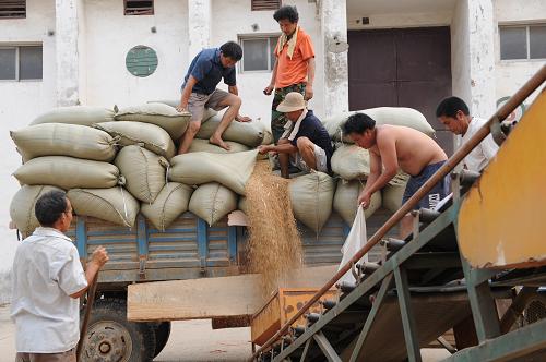 這是河南省項(xiàng)城市南頓鎮(zhèn)一家糧管所在收購小麥(2008年6月12日攝)。新華社記者 趙鵬 攝